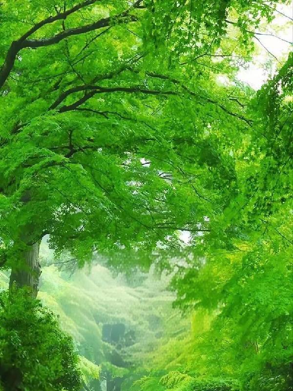 深山里出来的高手